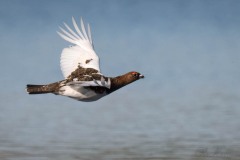 Dalrype ♂