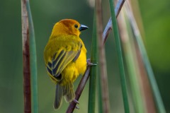 Tavetavæver / Golden Taveta Weaver
