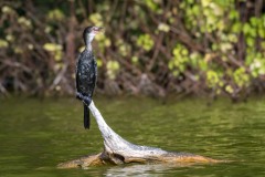 Rørskarv / Long-tailed Cormorant / Reed Cormorant