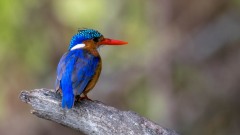 Malakitisfugl / Malachite kingfisher