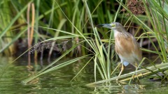 Mangrovehejre / Striated Heron