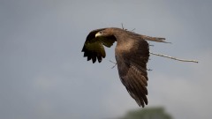 Sort Glente / Black Kite