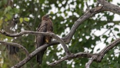 Sort Glente / Black Kite