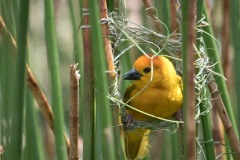 Tavetavæver / Golden Taveta Weaver
