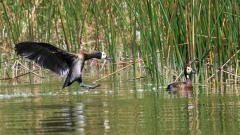 Nonnetræand /  White-Faced Whistling Duck
