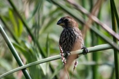 Muskatfinke / Scaly-breasted munia