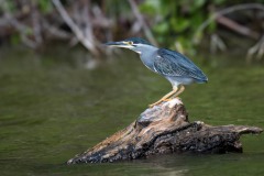 Mangrovehejre / Striated Heron