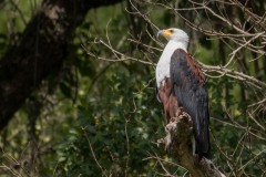 Afrikansk Flodørn / African Fish Eagle