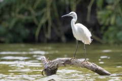 Silkehejre / Little Egret