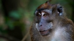 Javaabe / Long tailed Macaque