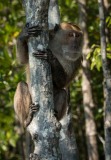 Javaabe / Long tailed Macaque