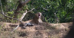 Leopard