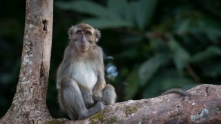 Javaabe / Long tailed Macaque