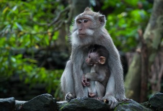 Javaabe / Long tailed Macaque