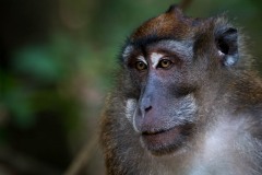 Javaabe / Long tailed Macaque