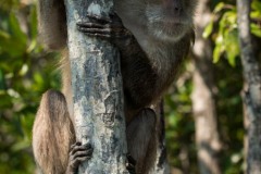 Javaabe / Long tailed Macaque