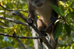 Javaabe / Long tailed Macaque