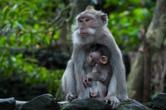 Javaabe / Long tailed Macaque