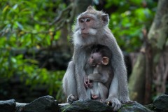 Javaabe / Long tailed Macaque
