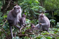 Javaabe / Long tailed Macaque