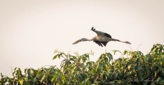 Asiatisk Gabenæb /  Asian Openbill
