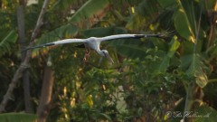 Asiatisk Gabenæb /  Asian Openbill