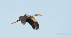 Asiatisk Gabenæb /  Asian Openbill