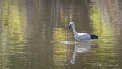 Asiatisk Gabenæb /  Asian Openbill