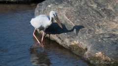 Asiatisk Gabenæb / Asian Openbill