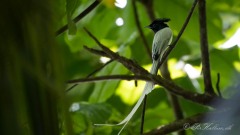 Ceylon Paradise Flycatcher / Asiatisk Paradismonark