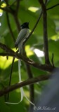 Ceylon Paradise Flycatcher / Asiatisk Paradismonark