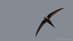 Afrikansk Palmesejler / African Palm Swift