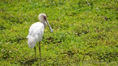 Afrikansk Skestork / African Spoonbill