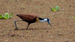 Afrikansk bladhøne / African Jacana