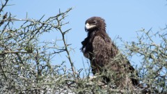 Afrikansk Rovørn /  African Tawny Eagle