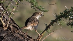 Afrikansk Storpiber / Plain Backed Pipit