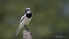Afrikansk Vipstjert / African Pied Wagtail