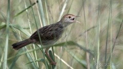 Afrikansk Storpiber / Plain Backed Pipit