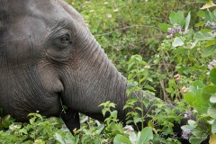 Elefant