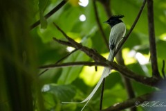 Ceylon Paradise Flycatcher / Asiatisk Paradismonark