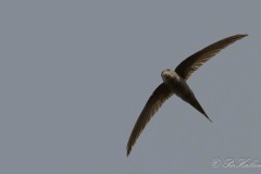 Afrikansk Palmesejler / African Palm Swift