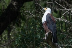 Afrikansk Flodørn / African Fish Eagle