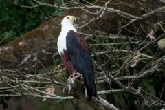 Afrikansk Flodørn / African Fish Eagle