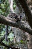Kæmpe Egern /  Grizzled giant squirrel