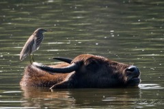 Rishejre / Indian Pond Heron og Vandbøffel