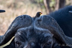 Gulnæbbet Oksehakker / Yellow-billed oxpecker