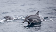 Langnæbbet delfin
