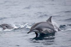Langnæbbet delfin