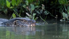 Båndvaran / Asian Water Monitor