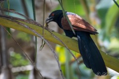 Brunrygget Sporegøg /  Greater coucal